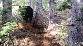 Brown bears digging up artificial forests