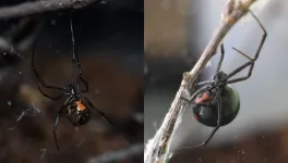 Brown widow spiders aggression likely driver of black widow decline