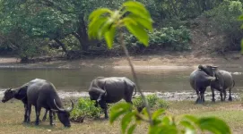 Buffalo besties: Feral female buffalo build friendships based on similar personality traits