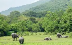 Buffalo besties: Feral female buffalo build friendships based on similar personality traits 2