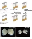 Bugs that help bugs: How environmental microbes boost fruit fly reproduction 2