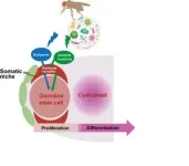 Bugs that help bugs: How environmental microbes boost fruit fly reproduction 3