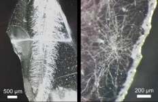 Building roots in glass, a bio-inspired approach to creating 3D microvascular networks using plants and fungi