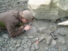 Burke Museum paleontologists discover the first dinosaur fossil in Washington state 3