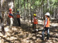 Burning question: How to save an old-growth forest in Tahoe