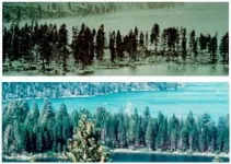 Burning question: How to save an old-growth forest in Tahoe 2