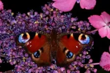 Butterflies accumulate enough static electricity to attract pollen without contact, new research finds 2