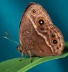 Butterflies change wing color in new Yale research