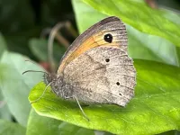 Butterflies could lose spots as climate warms