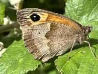 Butterflies could lose spots as climate warms 2