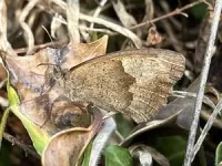 Butterflies could lose spots as climate warms 3