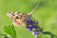 Butterflies cross the Sahara in longest-known insect migration