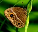 Butterfly eyespots add detail to the story of evolution