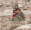 Butterfly 'eyespots' add detail to the story of evolution 2