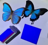 Butterfly-inspired films create vibrant colors while passively cooling objects