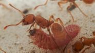 Butterfly larvae mimic queen ant to avoid detection