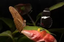 Butterfly species’ big brains adapted giving them a survival edge, study finds 3