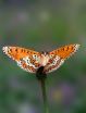 Butterfly study reveals traits and genes associated with establishment of new populations