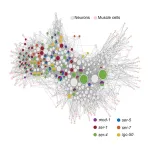 Butterfly tree of life reveals an origin in North America 2