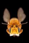 Buzz around new centralized pollination portal for better global bee data