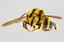 Buzz around new centralized pollination portal for better global bee data 2