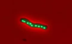 By the numbers: Diarylethene crystal orientation controlled for 1st time 3