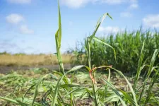 CABBI researchers chart oilcane microbiome