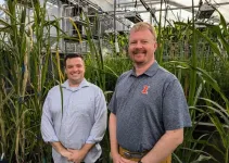 CABBI team designs efficient bioenergy crops that need less water to grow