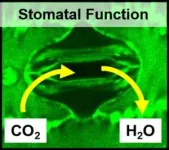 CABBI team designs efficient bioenergy crops that need less water to grow 2