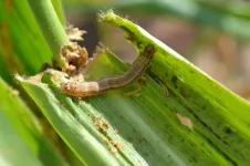 CABI study updates safer options for fall armyworm control in Africa