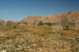 California and Arizona amaze with 2 new species of desert poppy 2