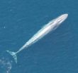 California blue whales rebound from whaling, first of their kin to do so