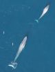 California blue whales rebound from whaling, first of their kin to do so 2