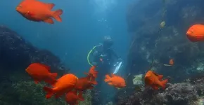 California’s marine protected areas boost fish populations across the state