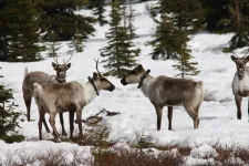 Call for Canada, US to braid Indigenous rights, endangered species laws