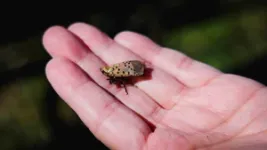 Calling all canines: Help sniff out the dangerous spotted lanternfly 2