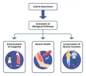 Calorie restriction in humans builds strong muscle and stimulates healthy aging genes