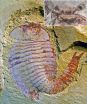 Cambrian fossil pushes back evolution of complex brains