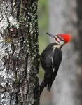 Can cities make room for woodpeckers? 3