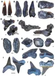 Canadian paleontologists discover microvertebrate faunal assemblages in Manitoba, Canada