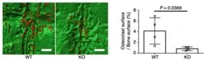 Canadian paleontologists discover microvertebrate faunal assemblages in Manitoba, Canada 3