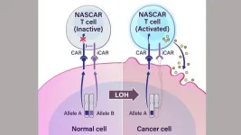 Cancer immunotherapy approach targets common genetic alteration