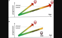 Cancer prevention with rapamycin