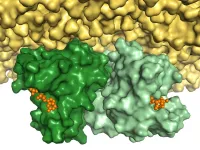 Cancer-promoting Ras protein exists in a pair within cells