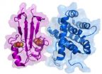 Cancer researchers find key protein link 2