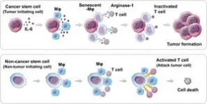 Cancer stem cells trigger macrophage aging 2