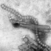 Candidate H7N9 avian flu vaccine works better with adjuvant