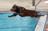 Canine Dimensions of Colorado Announces New Dog Swimming Program 2