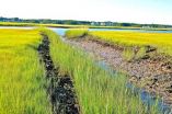 Cape Cod saltmarsh recovery looks good, falls short