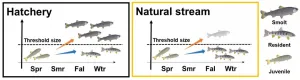 Captive-bred juvenile salmon unlikely to become migratory when released into streams